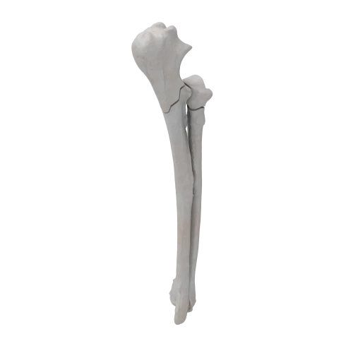 renderowanie kosci.436