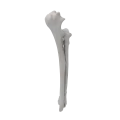 renderowanie kosci.441
