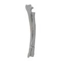 renderowanie kosci.442