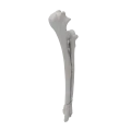 renderowanie kosci.446