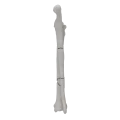renderowanie kosci.469