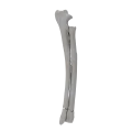 renderowanie kosci.457