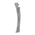 renderowanie kosci.462