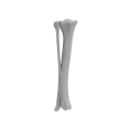 renderowanie kosci.480
