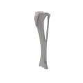 renderowanie kosci.478