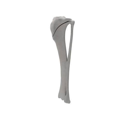 renderowanie kosci.487