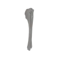 renderowanie kosci.497