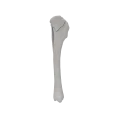 renderowanie kosci.502