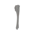 renderowanie kosci.503