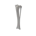 renderowanie kosci.504