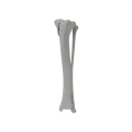 renderowanie kosci.506