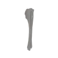 renderowanie kosci.509