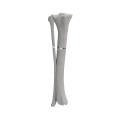 renderowanie kosci.521