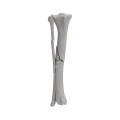 renderowanie kosci.531