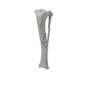 renderowanie kosci.534