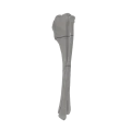 renderowanie kosci.538