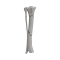 renderowanie kosci.536