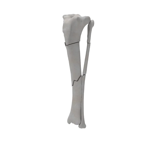 renderowanie kosci.539