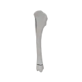 renderowanie kosci.543