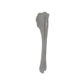 renderowanie kosci.554