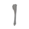 renderowanie kosci.559