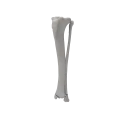 renderowanie kosci.555