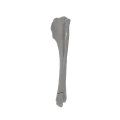 renderowanie kosci.564