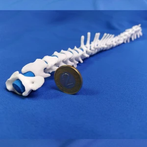 Kręgosłup - Yorkshire Terrier 
