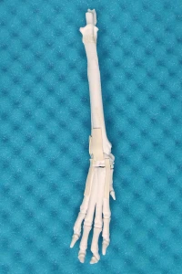 Ruchomy Staw Nadgarstkowy - Pies