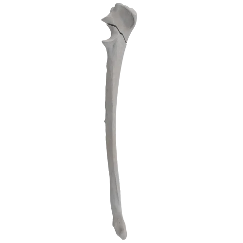 renderowanie kosci.316