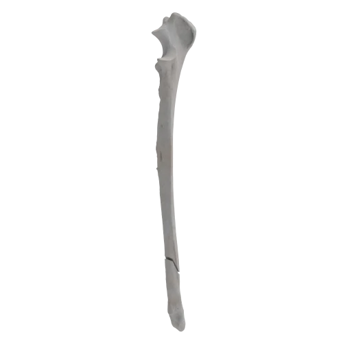 renderowanie kosci.327