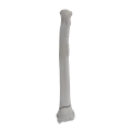 renderowanie kosci.274
