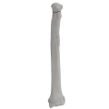 renderowanie kosci.279