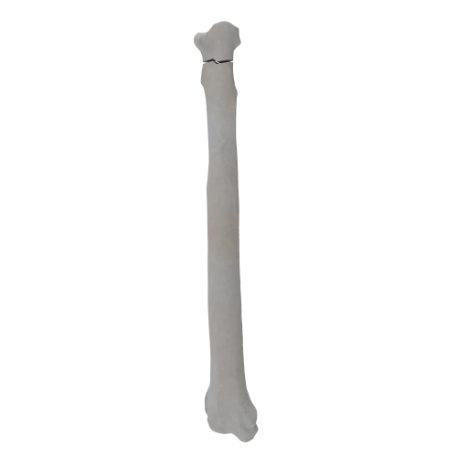 renderowanie kosci.278