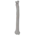 renderowanie kosci.278