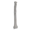 renderowanie kosci.269