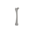 Femur 08 2