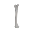 Femur 08 3