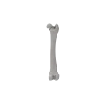 Femur 08 1