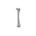 Femur 06 1
