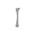 Femur 06 2