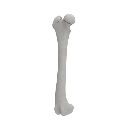 Femur 06 5