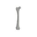 Femur 05 2