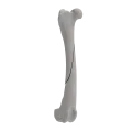 Femur 05 5