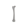 Femur 07 2
