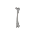 Femur 07 1