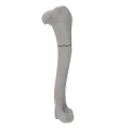 renderowanie kosci.238