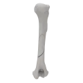 renderowanie kosci.245