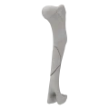 renderowanie kosci.247