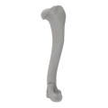 renderowanie kosci.248